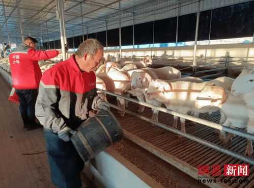 唐县南店头乡发展肉羊产业打造产业强镇