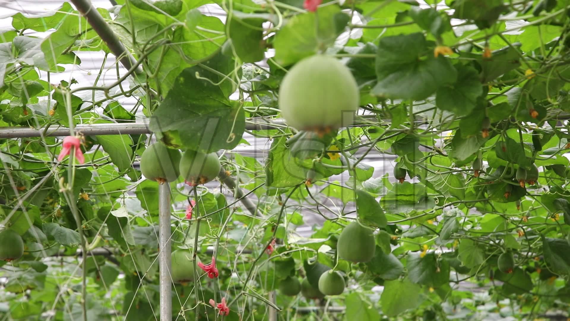 香瓜绿色有机农产品蔬果种植大棚_1920X1080_高清视频素材下载(编号:3062278)_实拍视频
