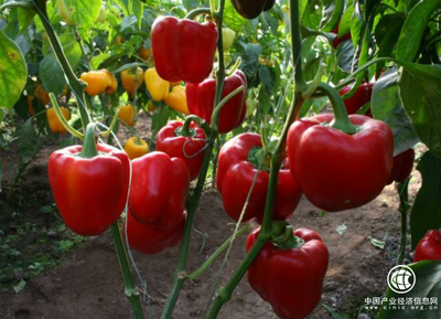 新技术提高农产品产量 甜椒连续坐果